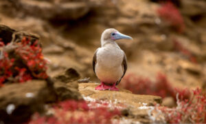 Bird punta Pitt