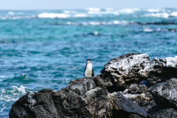 Los Túneles de Cabo Rosa Tour - Image 5