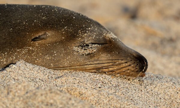Paquete San Cristóbal
