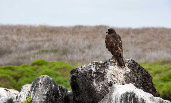 Española tour charter