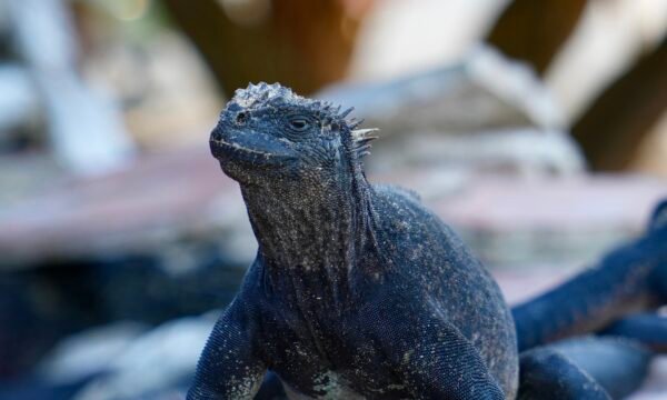 Paquete San Cristobal - Isabela