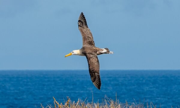 Española tour charter